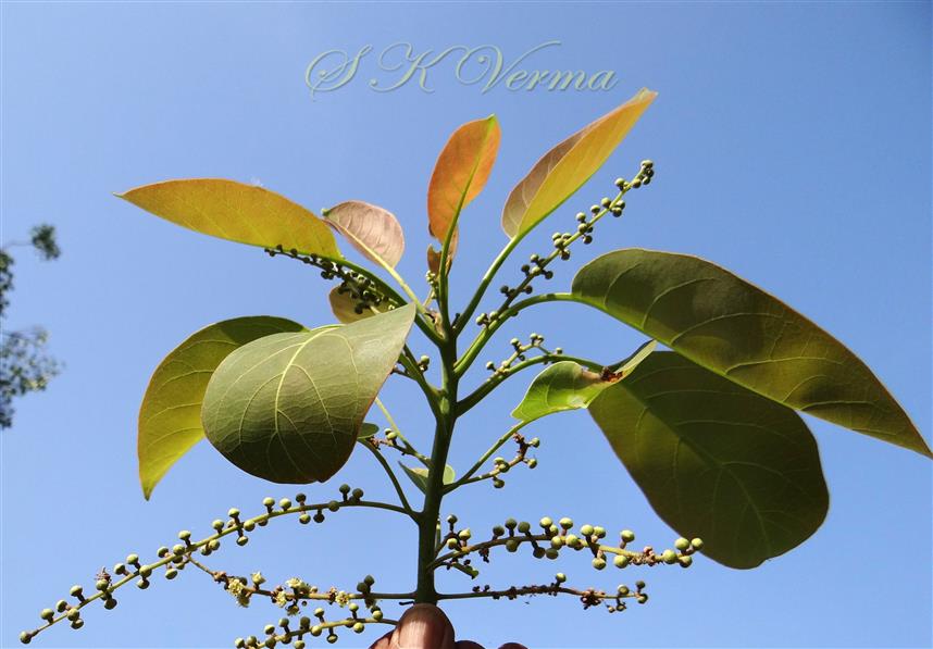  Branch with leaves and spikes